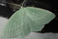 Hemistola chrysoprasaria