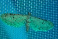 Eupithecia absinthiata