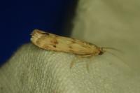 Homoeosoma sinuella