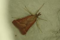 Synaphe punctalis