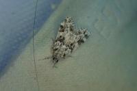 Eudonia delunella