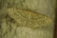 Idaea moniliata