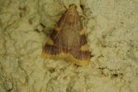 Hypsopygia costalis