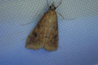 Udea ferrugalis