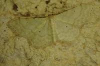 Idaea fuscovenosa