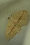 Scopula imitaria