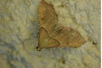 Endotricha flammealis