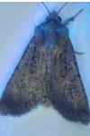 Peridroma saucia