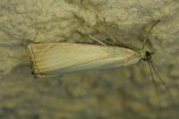 Chrysoteuchia culmella