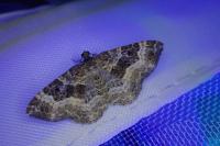 Epirrhoe alternata