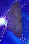 Scopula immorata
