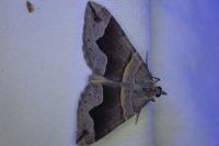 Scotopteryx moeniata