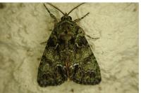 Polyphaenis sericata