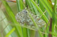 Elophila nymphaeata
