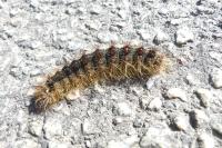 Lymantria dispar