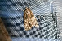 Acronicta rumicis