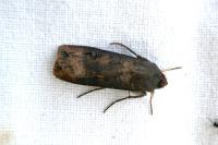 Agrotis ipsilon