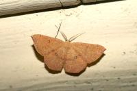 Cyclophora puppillaria