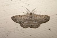 Hypomecis punctinalis