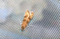 Nomophila noctuella
