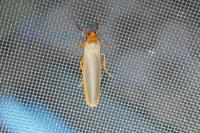 Manulea complana