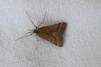 Synaphe punctalis