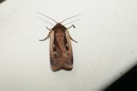 Ochropleura plecta