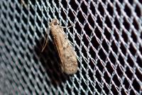 Ephestia woodiella/parasitella/elutella