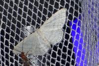 Idaea subsericeata