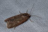 Spodoptera exigua