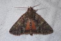 Polyphaenis sericata