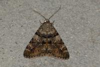 Catocala nymphagoga