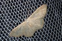Idaea straminata