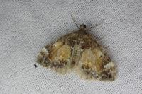 Dysstroma citrata