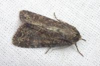Apamea remissa