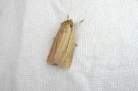 Mythimna pallens