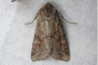 Polia bombycina