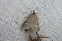 Udea alpinalis