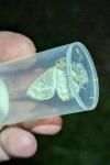 Charissa pullata