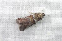 Acrobasis consociella