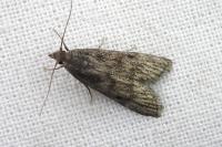 Aphomia cephalonica