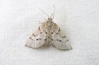 Eumannia oranaria