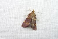 Hypsopygia rubidalis