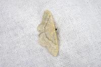 Idaea obsoletaria