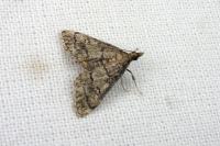 Metasia cuencalis bourgognei