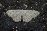 Scopula submutata roseonitens
