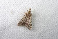 Stemmatophora borgialis