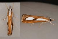 Catoptria
