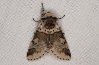 Furcula furcula
