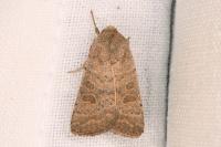 Hoplodrina ambigua/blanda